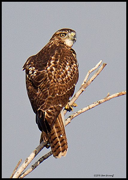 _4SB8538 red-tailed hawk.jpg